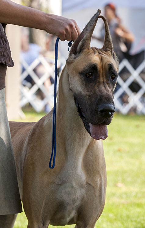 Fireside Chelsea Morning At Kohinoor