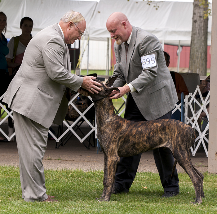 Katcrew's Tiger Ambush