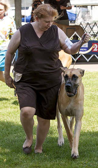 Mirabilevisu Ace-Hi Enchanted Piper