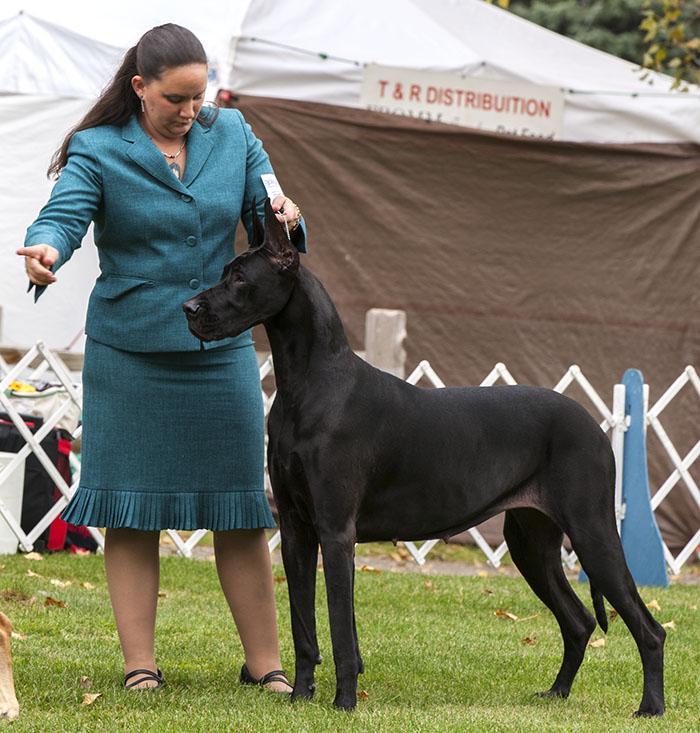 Sassy, CH Hauerdane's Bring N Sexy Back