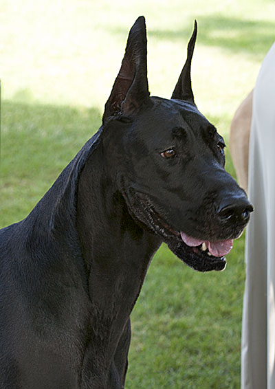 Sassy, CH Hauerdane's Bring N Sexy Back