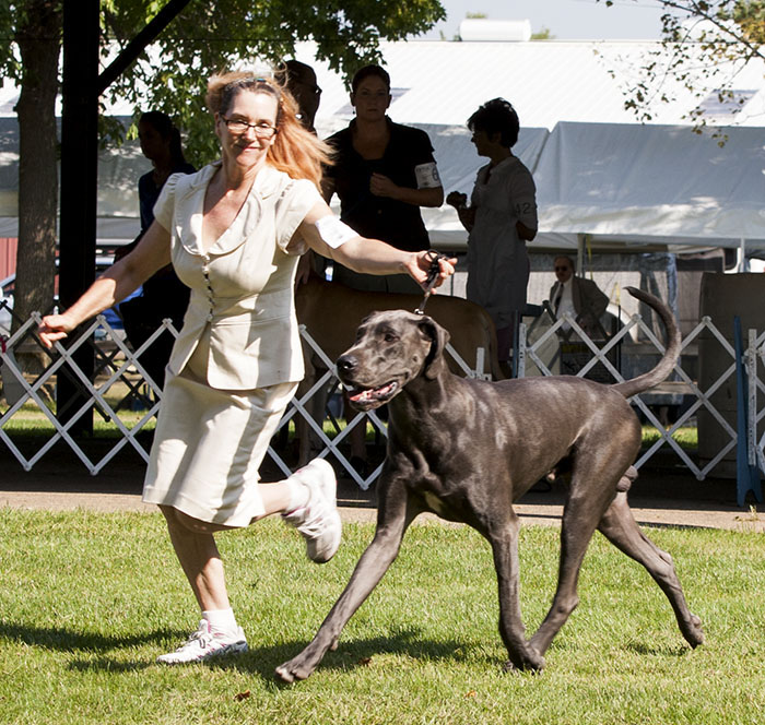 Sterling's  Dewitt Out Of This World v Dark Horse