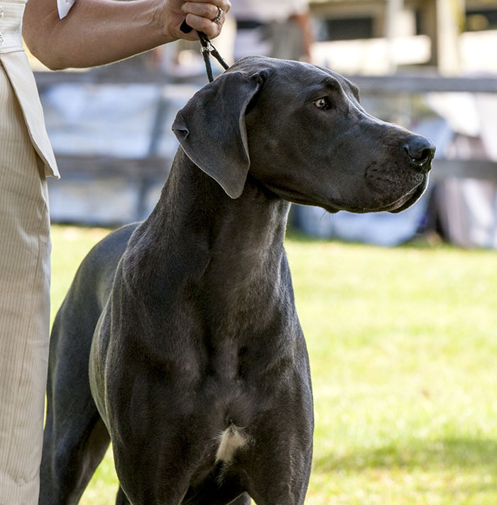 Sterling's Dewitt Out of this World v Dark Horse