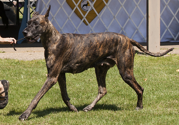 Roserun's Ain't She A Charm'd One