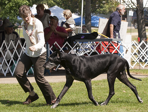 CH Striders Nighthawk